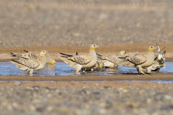 Spotted Sandgrouse (Pterocles senegallus)