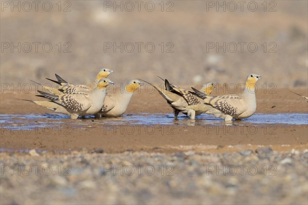 Spotted Sandgrouse (Pterocles senegallus)