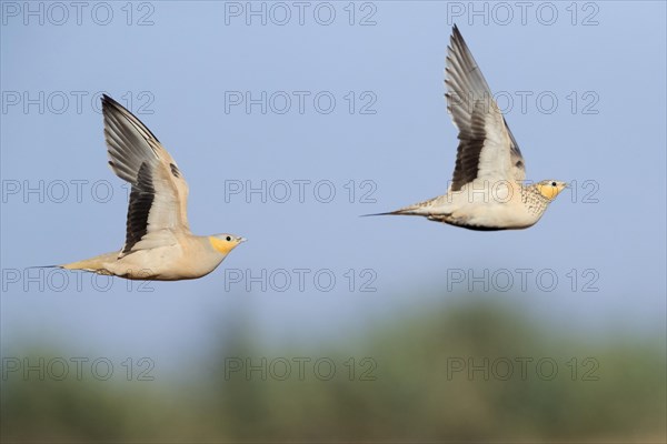 Spotted Sandgrouse (Pterocles senegallus)