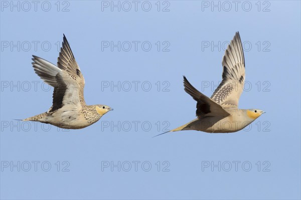 Spotted Sandgrouse (Pterocles senegallus)