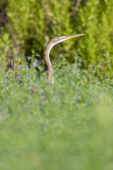 Purple Heron (Ardea purpurea)