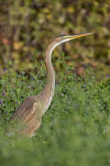 Purple Heron (Ardea purpurea)