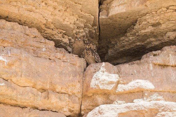 Pharaoh Eagle-Owl (Bubo ascalaphus)