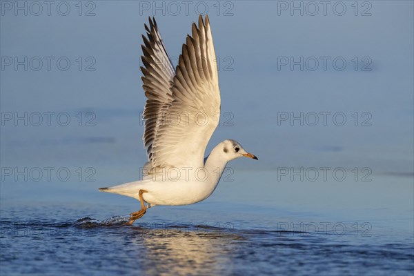 Black-headed Gull (Chroicocephalus ridibundus)