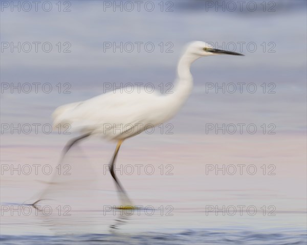 Little Egret (Egretta garzetta)