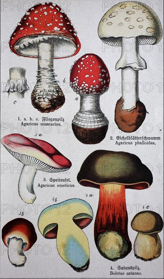 Poisonous mushrooms