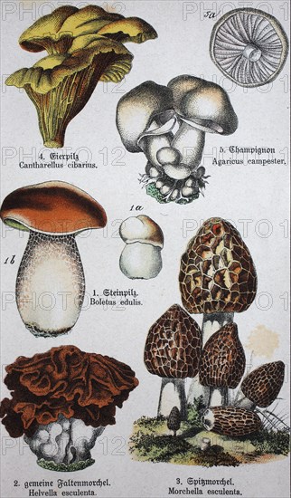 Edible mushrooms