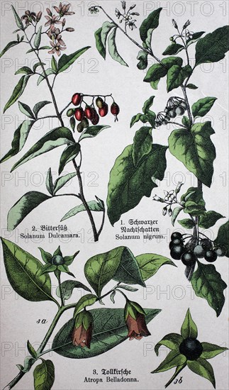 Poisonous plants