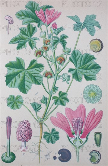 Common mallow (Malva sylvestris)