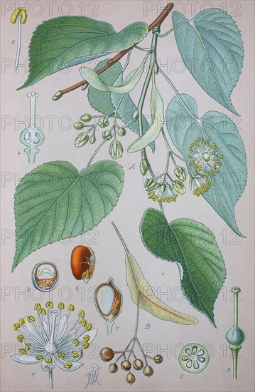 Common Lime (Tilia x europaea)