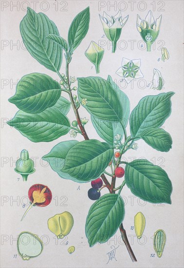 Alder buckthorn (Frangula alnus)