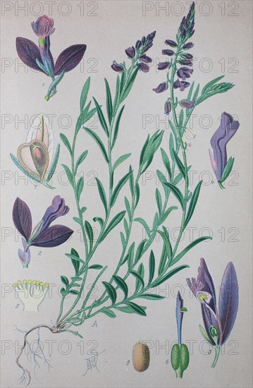 Common milkwort (Polygala vulgaris)