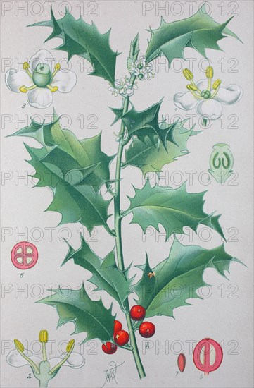 Common holly (Ilex aquifolium)