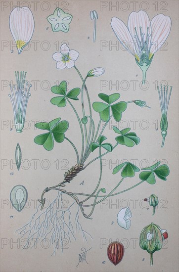 Common wood sorrel (Oxalis acetosella)