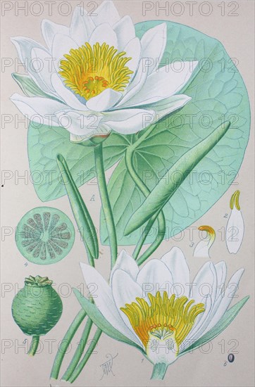 European white water lily (Nymphaea alba)