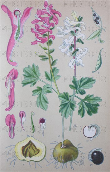 Fumewort (Corydalis solida)