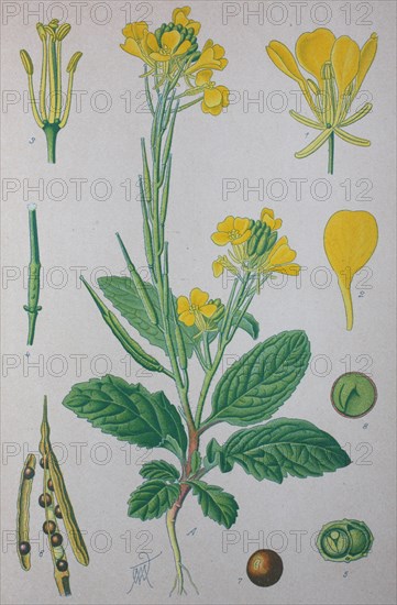 Field mustard (Sinapis arvensis)