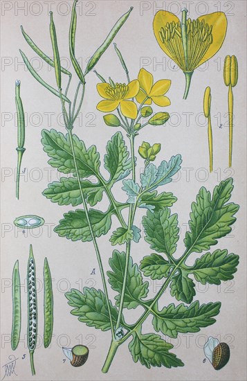 Greater celandine (Chelidonium majus)