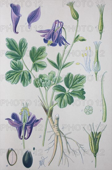 Common columbine (Aquilegia vulgaris columbine)