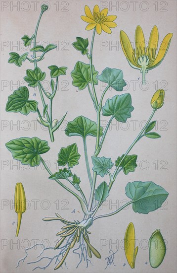 Lesser celandine (Ficaria verna)