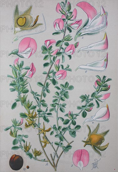 Common restharrow (Ononis repens)