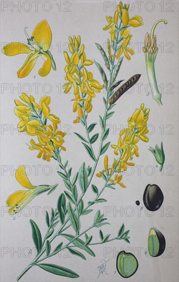 Dyer's broom (Genista tinctoria)