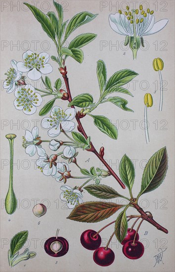 Sour cherry (Prunus cerasus)