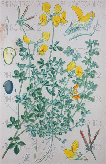 Bird's-foot Trefoil (Lotus corniculatus)