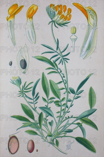 Kidneyvetch (Anthyllis vulneraria)