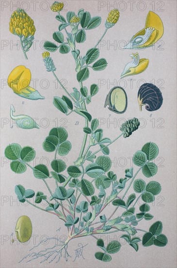 Black medick (Medicago lupulina)