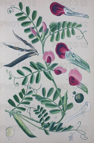 Common vetch (Vicia sativa)