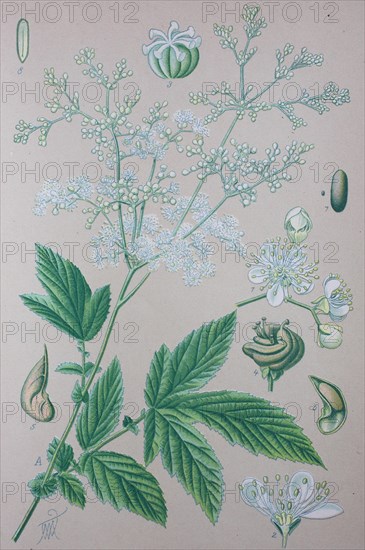 Meadowsweet (Filipendula ulmaria)