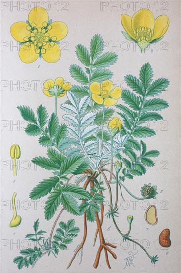 Silverweed (Potentilla anserina)