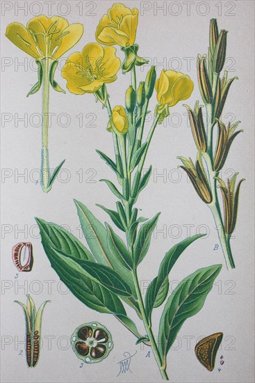 Common evening-primrose (Oenothera biennis)