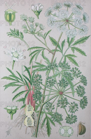 Cowbane (Cicuta virosa)