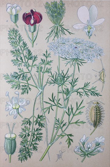 Wild carrot (Daucus carota carota)