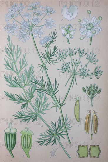 Caraway (Carum carvi)