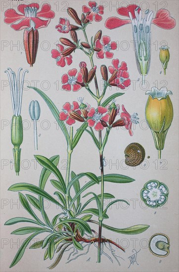 Sticky catchfly (Silene viscaria)