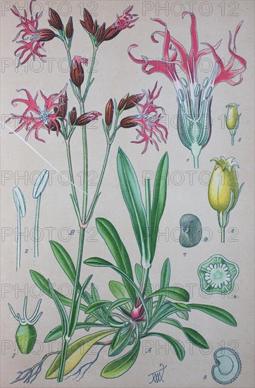 Ragged Robin (Lychnis flos-cuculi)