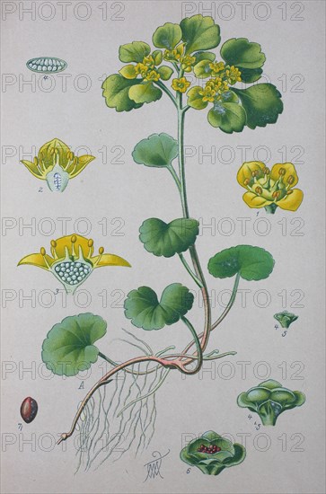 Alternate-leaved golden-saxifrage (Chrysosplenium alternifolium)