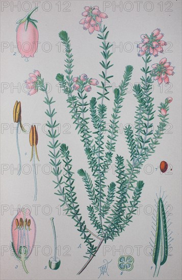 Cross-leaved heath (Erica tetralix)