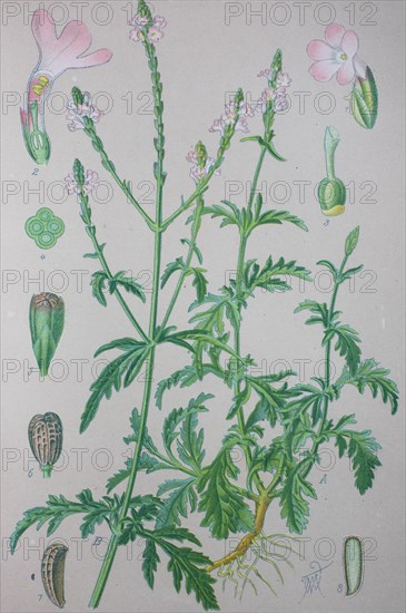 Common vervain (Verbena officinalis)