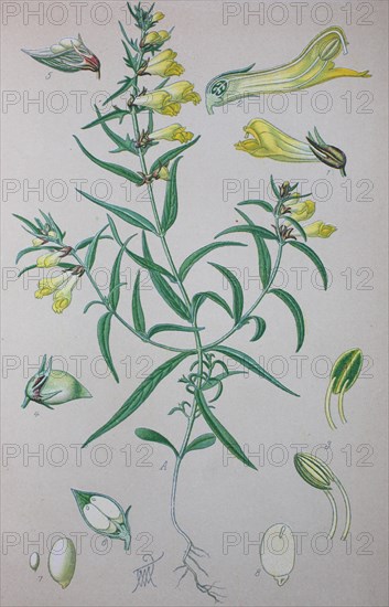 Common cow-wheat (Melampyrum pratense)