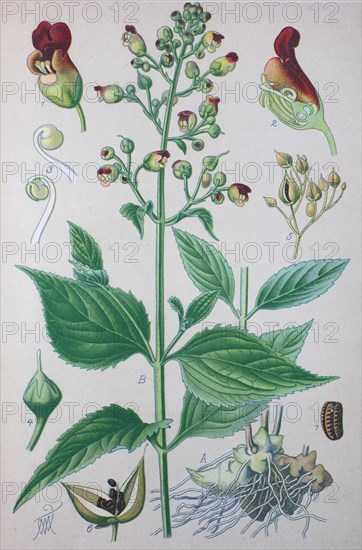 Figwort (Scrophularia nodosa)