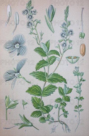 Germander speedwell (Veronica chamaedrys)