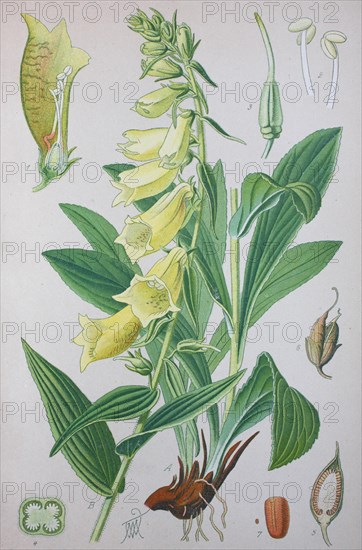 Yellow foxglove (Digitalis grandiflora)