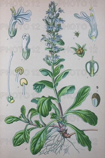 Blue bugle (Ajuga reptans)