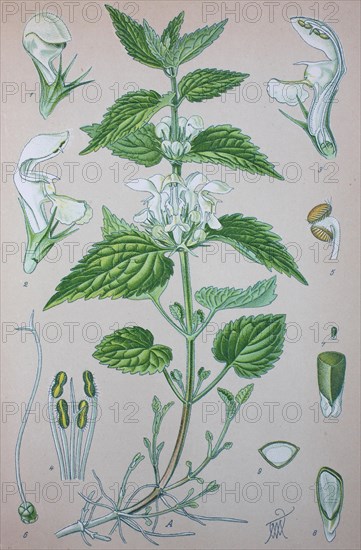 White nettle (Lamium album)