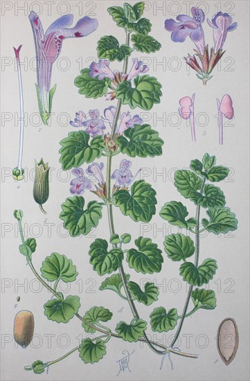 Ground-ivy (Glechoma hederacea)