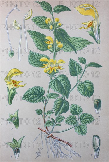 Yellow archangel (Lamium galeobdolon)